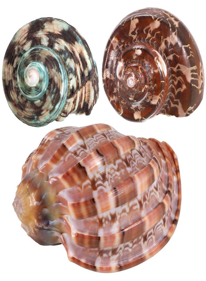 PPCLION 3PCS Natural Hermit Crab Shells Size 2.5" - 4", Opening 1" - 2.5" Hermit Crab Supplies Pearl Turbo Seashell for Décor - Image 1
